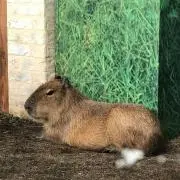 しんるの画像