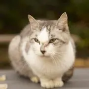 うぉる⭐️