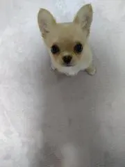 うらる天才の画像