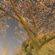 たやまの画像