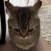 はにふわの画像