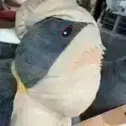 えびの画像