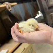 すーずの画像