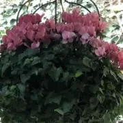 kuseimsayの画像
