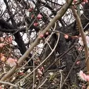 ベイマールの画像
