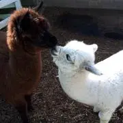 ちびまる