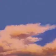 ハリネズミの画像