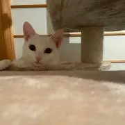 ゆきなこはの画像