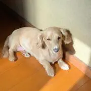 sakabaka女子の画像