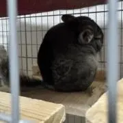 脳裏ノリ