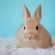 のあ