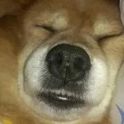 たにた