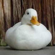 わわわ