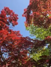 ほっそー(整理のため値下げ出品中です)の画像