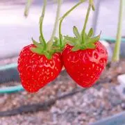 Berry