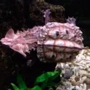 おっちゃんの画像