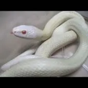 せん