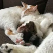 トムトム