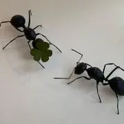 アカリ【まとめ買い割引あり】の画像