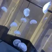 みみみの画像
