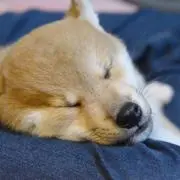 ちぬの画像