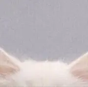 あすぱら☆の画像