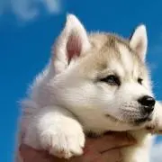 。