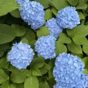 Yon915の画像