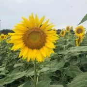 TOMOの画像
