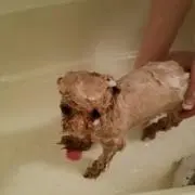 ちゃらんぽらんの画像