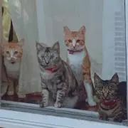 アキ
