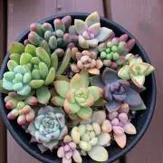 sara33 植物の発送6/12~15の画像