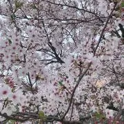 てりとりーの画像