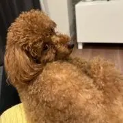 ♡の画像