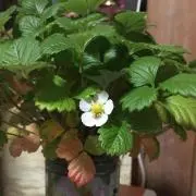 プロフ読んで購入をお願いします　★するめの画像