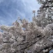 桜咲の画像
