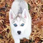 Mollyの画像