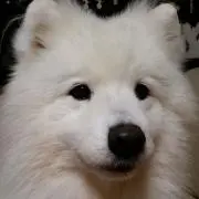 raisuの画像
