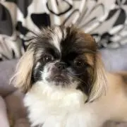 vivi