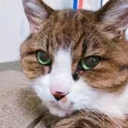 ぽんたの画像