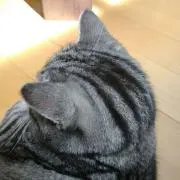 pcomaの画像