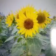 ひまわり