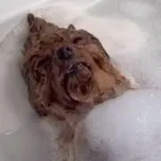 半チャーハン