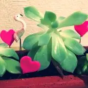 Risaの画像