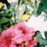 Tの画像