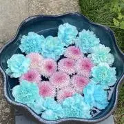 kanizouの画像