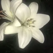 買ってくださいお願いします。の画像
