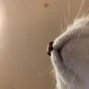 Ririの画像