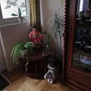 pipinの画像