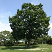すうさん